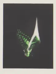 Mat Collishaw, Untitled, Mat Collishaw (b.1966) 'Burning Butterfly' etching and aquatint in colours