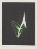 Mat Collishaw, Untitled, Mat Collishaw (b.1966) 'Burning Butterfly' etching and aquatint in colours