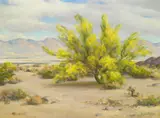Agnes Lawrence Pelton, Young Palo Verde Tree, Cloudy Morning, oil on canvas