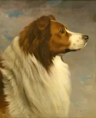 Collie Head Study by David Johnson, oil on canvas, offered May 2006
