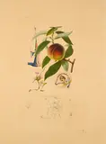 Pêcher pénitent (Aus: Flordali (Les Fruits)) by Salvador Dalí, 1969/70, Kaltnadel mit Farbfotolithografie und Prägung auf Auvergne Richard de Bas (Wasserzeichen), sold Mar 2025