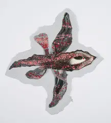 Annette Messager, Papillon (Aus: Chimères), 1983-84, Mischtechnik über Fotografie auf Velin. Auf Netzstoff montiert