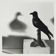 William Wegman, Duck, 1970, Gelatinesilberabzug. Auf Karton aufgezogen