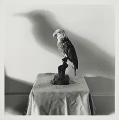 William Wegman, Crow, 1970, Gelatinesilberabzug. Auf Karton aufgezogen