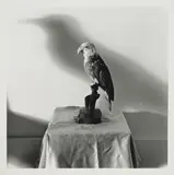 William Wegman, Crow