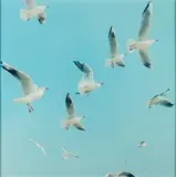 Rinko Kawauchi, Aus: Utatane, 2001, C-Print. Auf Aluminium kaschiert