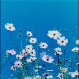 Rinko Kawauchi, Aus: Aila, 2004, C-Print. Auf Aluminium kaschiert