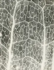 Jochen Lempert, Farn: Photosynthese 3, 2007, Fotogramm