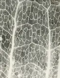 Jochen Lempert, Farn: Photosynthese 3, 2007, Fotogramm