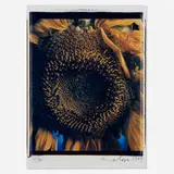 Chuck Close, Sunflower (from The Indomitable Spirit Portfolio), 1989, dye diffusion transfer print