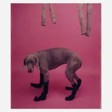 Untitled (Socks) by William Wegman, c. 1987, Polaroid Polacolor print, sold Jul 2020
