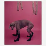William Wegman, Untitled (Socks)