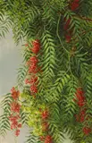 Ellen Burpee Farr, A Branch from a Pepper Tree, oil on canvas