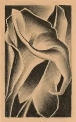 Paul Landacre, Calla Lily, charcoal on paper