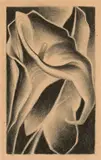Paul Landacre, Calla Lily