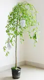 Marc Quinn, (British b.1964), potted plant and resin moulds