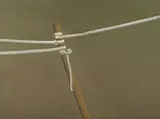Song Hyun-sook, "17 Pinselstriche", 1998, Eitempera auf Leinwand