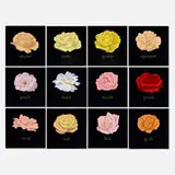 Julia Jacquette, Twelve Kinds of Rose, 1995, oil on panel in twelve parts