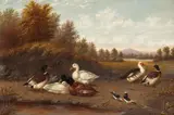 Howard L. Hill, A Raft of Ducks near a Pond, oil on canvas