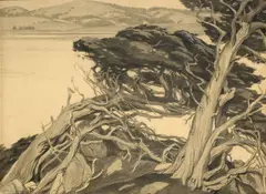 Cornelius Botke, Windblown Cypress; A Coastal Tree with Seagulls (a pair), charcoal and graphite on paper
