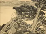 Cornelius Botke, Windblown Cypress; A Coastal Tree with Seagulls (a pair)
