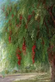 Alice Hornby, Peruvian Pepper Tree, 1918, oil on canvas