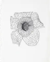 Yutaka Sone, (Japanese b. 1965), ink on paper