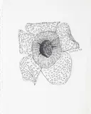 Yutaka Sone, (Japanese b. 1965), ink on paper