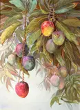 Joyce Clark, Maui Mangos, 1991, oil on canvas