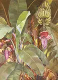 Joyce Clark, Banana Patch, 1991, oil on canvas