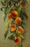Elizabeth Jaynes Borglum, Peaches, oil on canvas on board