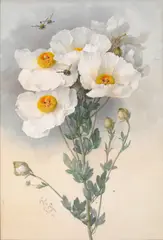 Poppies and Bumblebees by Paul de Longpré, 1899, watercolor on paper, sold Apr 2006