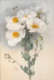 Paul de Longpré, Poppies and Bumblebees