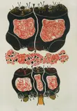 Ordan Petlevski, Forie I., serigraphy on paper