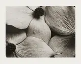Horst P. Horst, Cornus Kousa Korean Dogwood, 1945, Späterer Gelatinesilberabzug