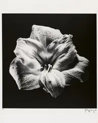 Flower by Robert Mapplethorpe, 1985, Vintage. Gelatinesilberabzug von 1985 auf Karton, sold Dec 2025