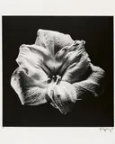 Robert Mapplethorpe, Flower, 1985, Vintage. Gelatinesilberabzug von 1985 auf Karton