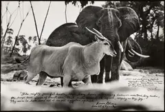 Peter Beard, Bull Eland Passing Elephants Digging for Water in the Tiva Dry River, 1965, Gelatinesilberabzug