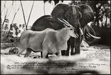 Peter Beard, Bull Eland Passing Elephants Digging for Water in the Tiva Dry River, 1965, Gelatinesilberabzug