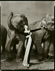 Richard Avedon, Dovima with Elephants, 1955, Späterer Gelatinesilberabzug auf Agfa
