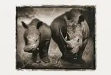Nick Brandt, Rhino Mother and Child