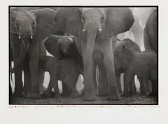 Peter Beard, The End of the Game, 1979, Vintage. Bromgelatinesilberabzug auf Agfa