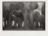 Peter Beard, The End of the Game, 1979, Vintage. Bromgelatinesilberabzug auf Agfa