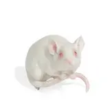 Hutschenreuther, porcelain albino mouse figurine, Germany