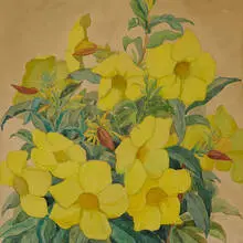 Marie Elsa Blanke, Alamanda (Yellow Mandevilla)