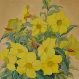 Marie Elsa Blanke, Alamanda (Yellow Mandevilla)