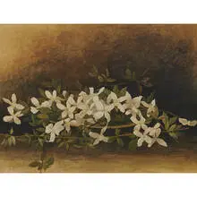 Ellen Robbins, Virgin's Bower, 1893