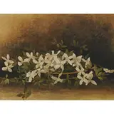 Ellen Robbins, Virgin's Bower, 1893