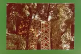 Tina Girouard, Camouplage (sic) Camouphlage Documenta 6, 1977, 1979, color photograph