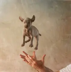 Puppies by William Wegman, 1989, portfolio of eight color photographs published by Pace/MacGill, sold Nov 2005